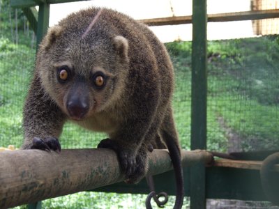 Sulawesi Bear Cuscus