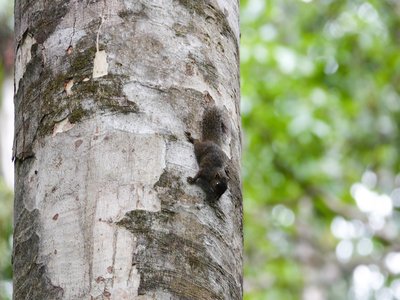 Sulawesi Dwarf Squirrel