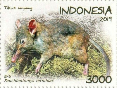 Sulawesi Rat