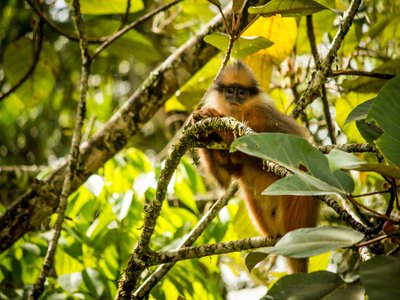 Sumatran Langur