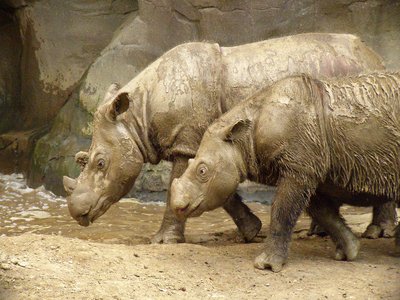 Sumatran Rhinoceros