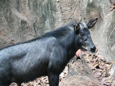Sumatran Serow