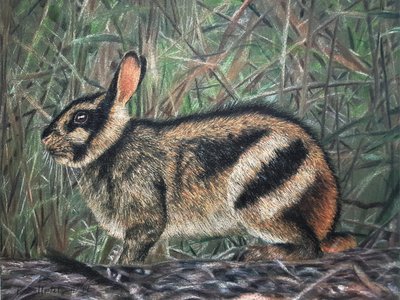 Sumatran Striped Rabbit