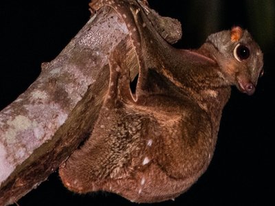 Sunda Colugo