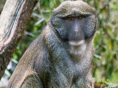 Swamp Monkey