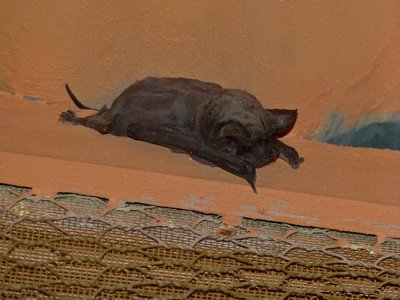 Tadarida Aegyptiaca