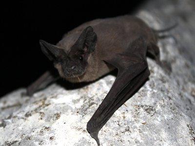Tadarida Bat