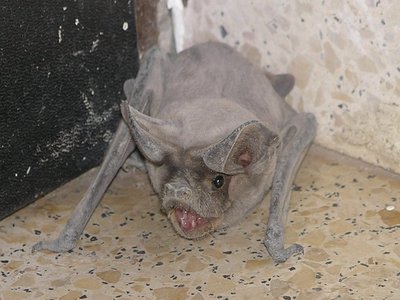 Tadarida Teniotis