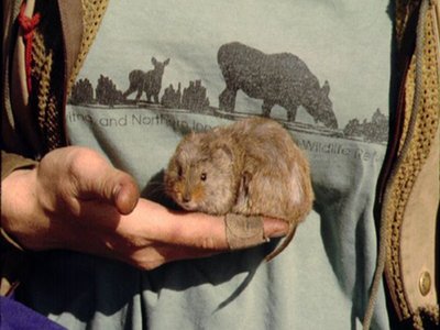 Taiga Vole
