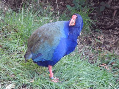 Takahe