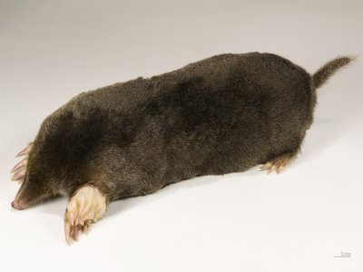 Talpidae