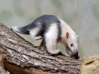 Tamandua