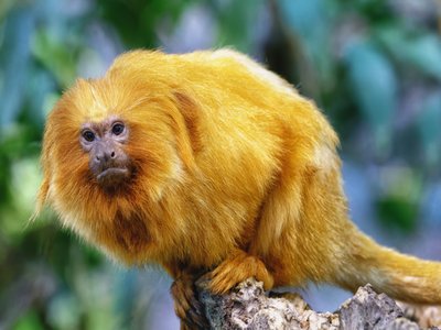 Tamarin Lion