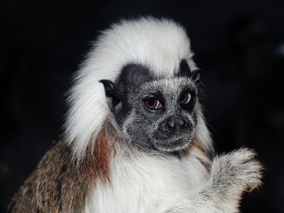 Tamarin