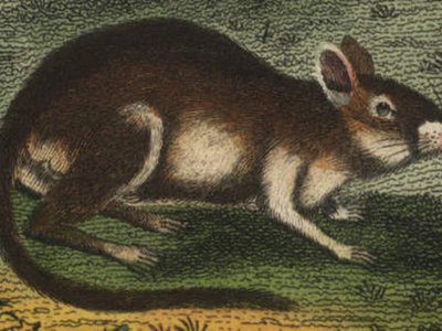 Tamarisk Gerbil
