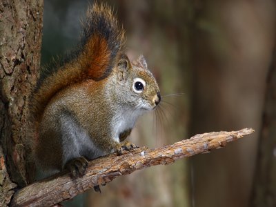 Tamiasciurus
