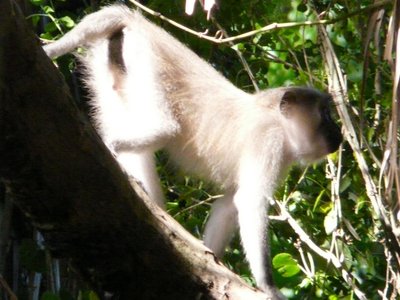 Tana River Mangabey
