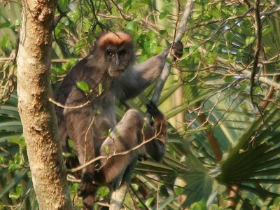 Tana River Red Colobus