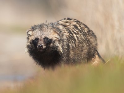 Tanuki
