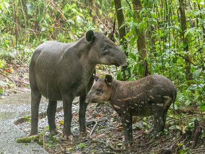 Tapirus Bairdii