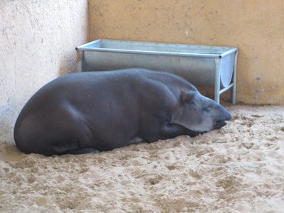 Tapirus Kabomani