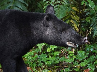 Tapirus Pinchaque