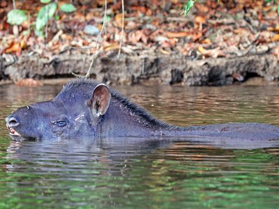 Tapirus Terrestris