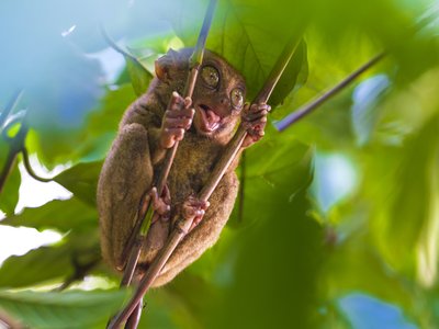 Tarsiers