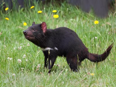 Tasmanian Devil