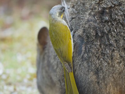 Tasmanian Pademelon