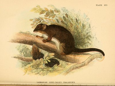 Tasmanian Ringtail Possum