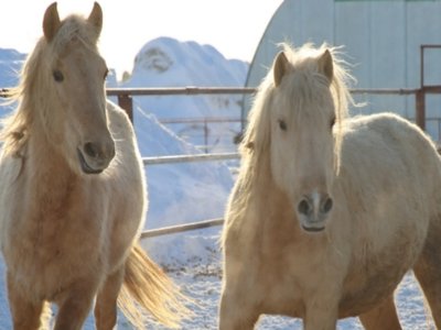 Tatars Horse