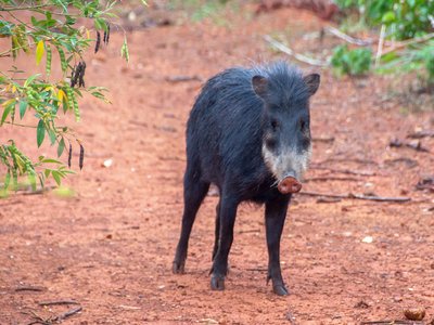 Tayassu Peccary