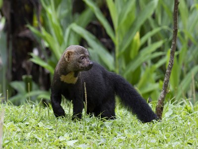 Tayra