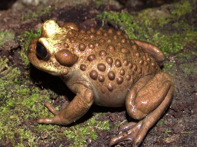 Telmatobufo