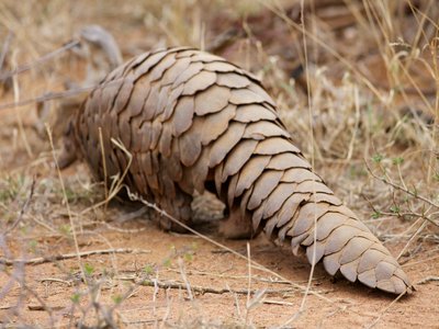 Temmincks Ground Pangolin