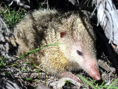 Tenrec