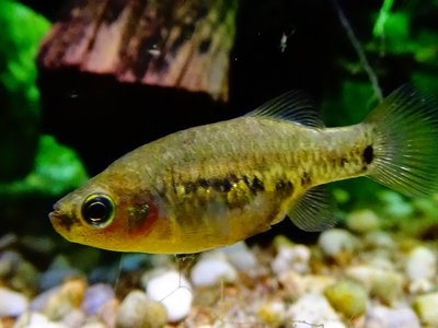 Tequila Splitfin