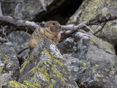 Teton Pika