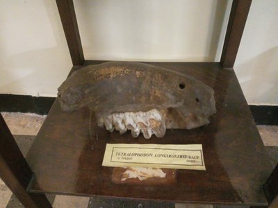 Tetralophodon