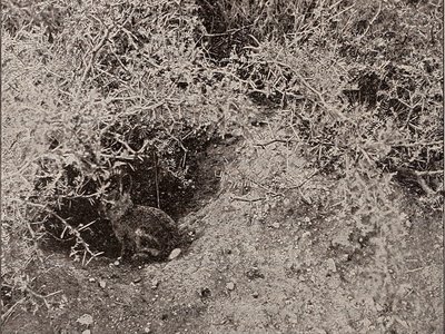 Texas Kangaroo Rat