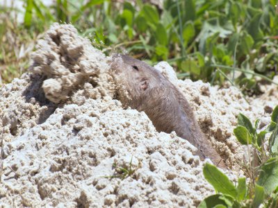 Texas Pocket Gopher