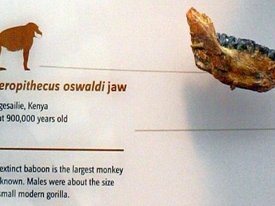 Theropithecus Oswaldi