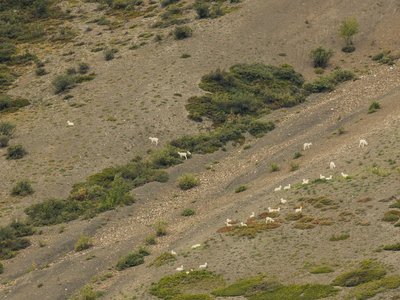 Thinhorn Sheep