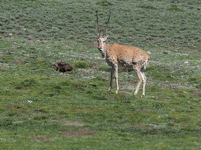 Tibetan Antelope