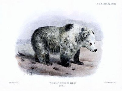 Tibetan Bear