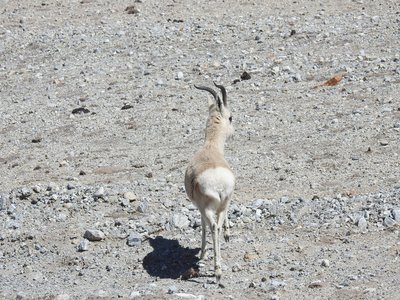 Tibetan Gazelle
