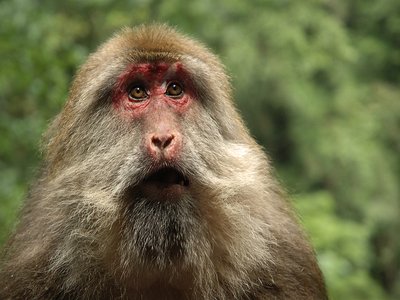 Tibetan Macaque