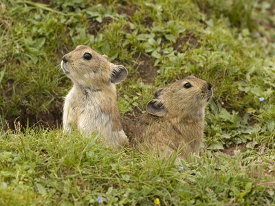 Tibetan Pika
