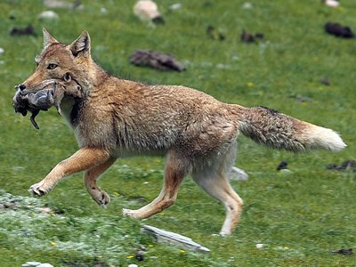 Tibetan Sand Fox
